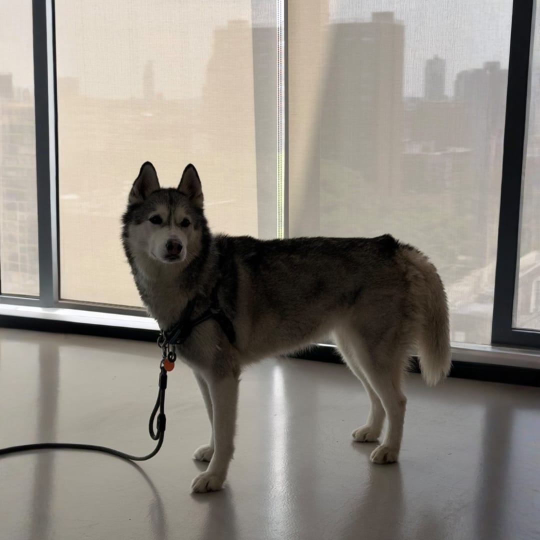 The husky surveying the skyline like a hedge fund manager